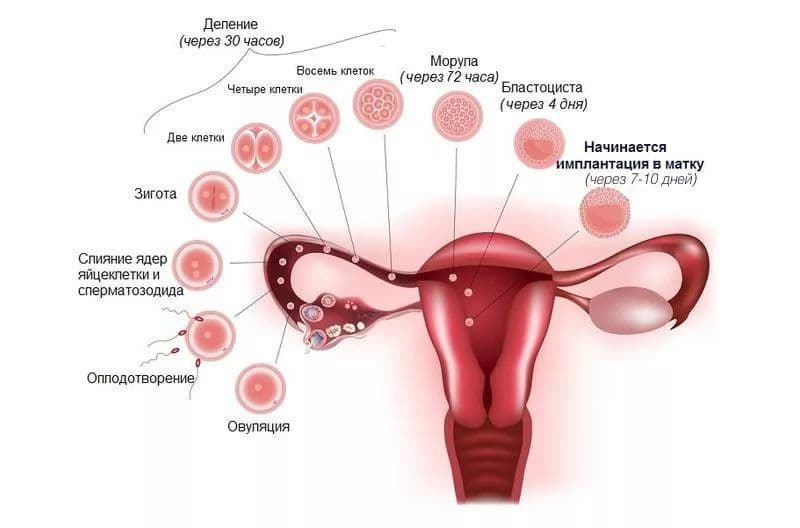 Процесс оплодотворения и имплантации эмбриона в матку